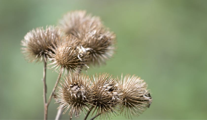 Petites fleurs séchées en forme de boules épineuses.