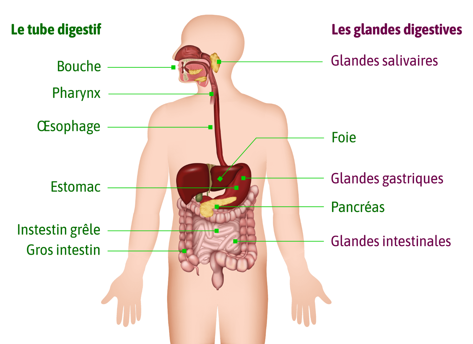 Le corps humain et la position des composants du tube digestif et celle des glandes digestives. Une description détaillée suivra juste après l’image.